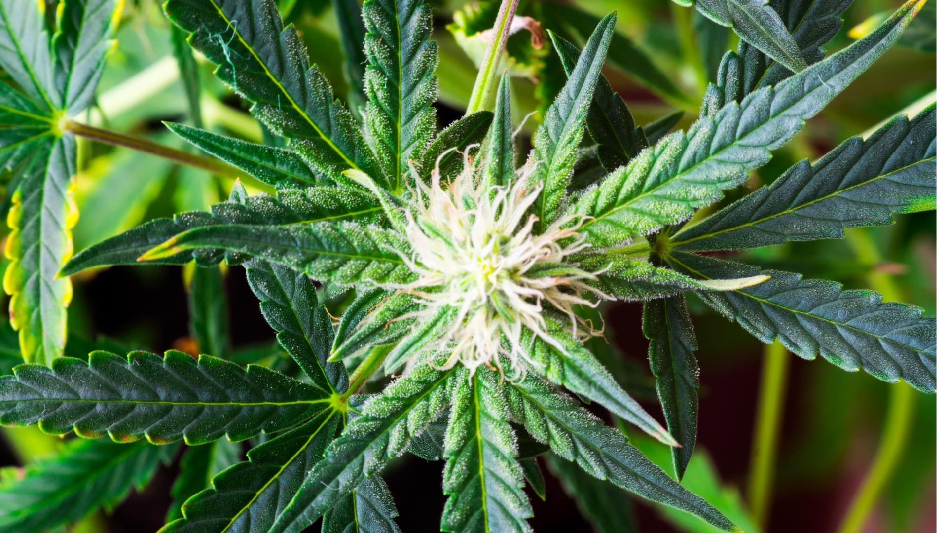Ignazio Marino - Cannabis light illegale 2024: nuovo DDL sicurezza