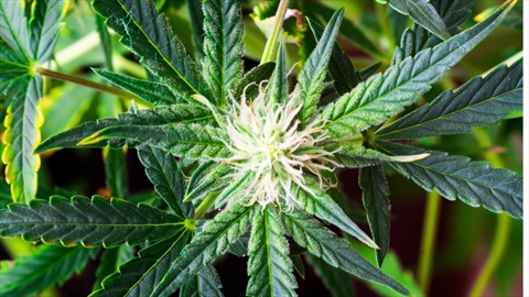 Ignazio Marino - Cannabis light illegale 2024: nuovo DDL sicurezza